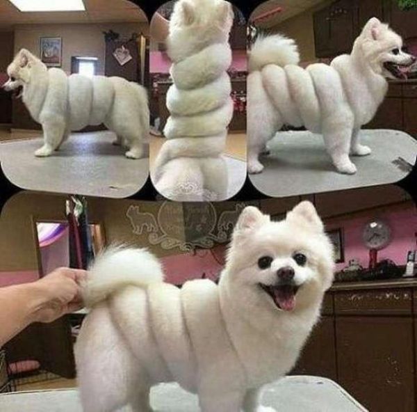 宠物被剃毛后的照片，简直生无可恋……