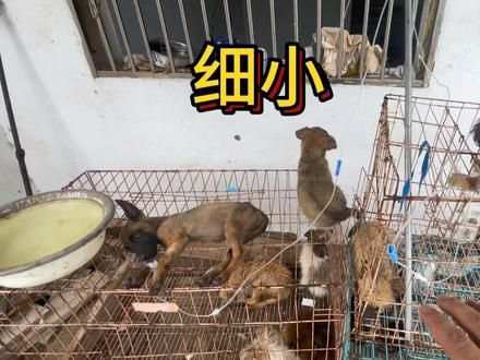 小狗们精神都不是特别好，给小狗们做一个集体大检查，没想到有三只小狗有细小病毒，去宠物医院买了对应的药品给它们扎上。#农村生活 #狗 #乡村守护人