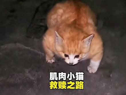 爸爸来了，我就不是随风飘的“气球”了#流浪猫救助 #我和流浪猫的故事