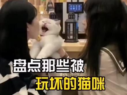 被玩坏的小猫咪们#猫咪 #谁能拒绝傻憨憨的小猫咪 #萌到爆炸了 #猫猫卖艺 #被迫营业的猫猫