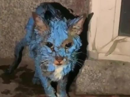爱护小动物，人人有责，#虐猫虐狗 #流浪猫救助