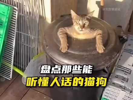 能听懂人话的猫狗们#萌宠出道计划 #猫咪 #喵星人的下一秒永远超出你的想象 #萌宠成精了是种怎样的体验 #记录猫咪日常