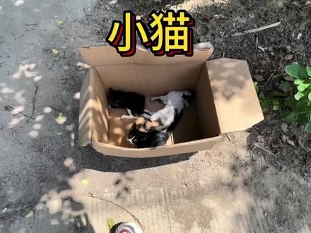 捡了三只小猫，一只眼睛睁不开，一只腿断了，还有一只长相像个黑猫警长，看着它们挺可怜的我决定把它们收留了再给它们找一间卧室当猫舍。#农村生活 #狗 #猫 #乡村守护人