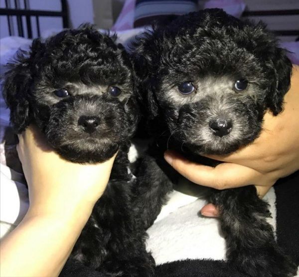 泰迪犬全年龄阶段的“饲养注意”，合格的宠主都知道 