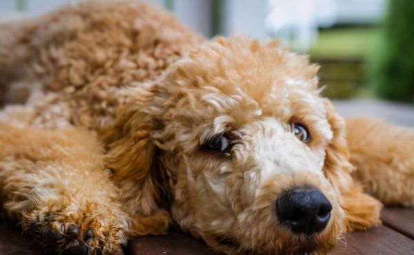 泰迪犬全年龄阶段的“饲养注意”，合格的宠主都知道 