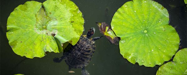 什么小宠物好养又干净