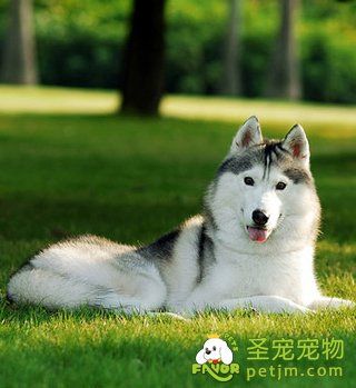 哈士奇