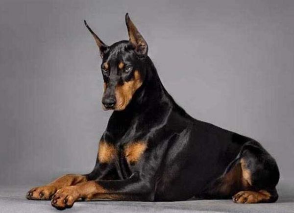 保护主人意识最强的狗有哪些?五大公认的“护主狂魔”犬