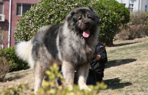 保护主人意识最强的狗有哪些?五大公认的“护主狂魔”犬