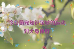 今日萌宠知识足够的运动对犬身体好