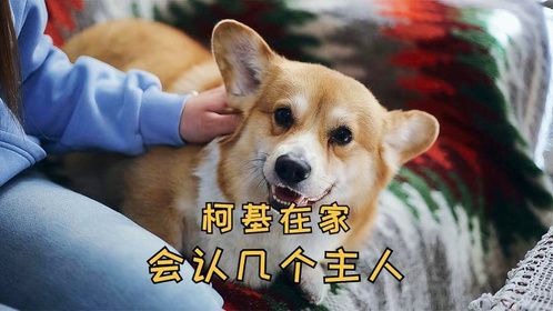 柯基如何界定家庭中的成员，都会认主吗？