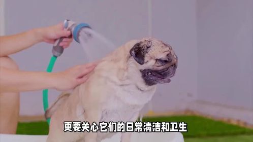 美女帮马儿洗澡，下一秒马儿竟做出这样的动作，令美女很是尴尬！