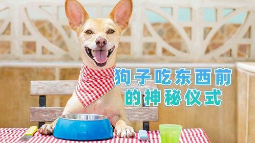狗子吃东西前的神秘仪式，让人感到震惊