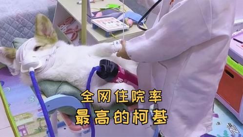 这只柯基每天不是在住院，就是在住院的路上