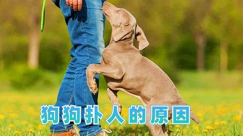 狗狗为什么喜欢扑人呢？你知道原因吗