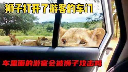 狮子居然会开车门，车里的游客不淡定了，场面一度很混乱
