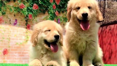 金毛幼犬的乐园：探索世界与欢乐的陪伴