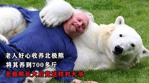 老人收养北极熊16年，将其养到700斤，北极熊长大后就换了副嘴脸