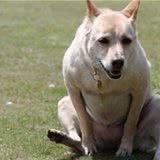 狗狗突然用屁股磨地,这是怎么了?
