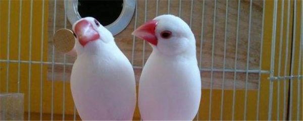 如何饲养鸟类宠物
