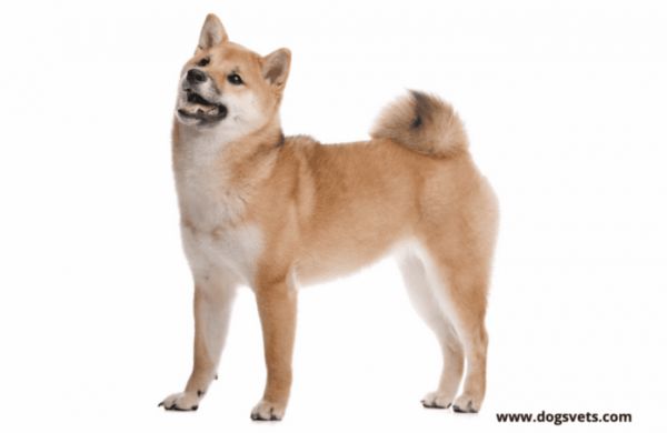 Shiba Inu 狗是很好的家庭宠物吗？ （宠物指南）