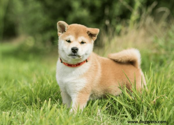 柴犬小狗