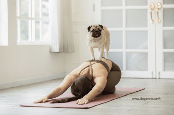 七大小型犬品种：完美小型犬指南