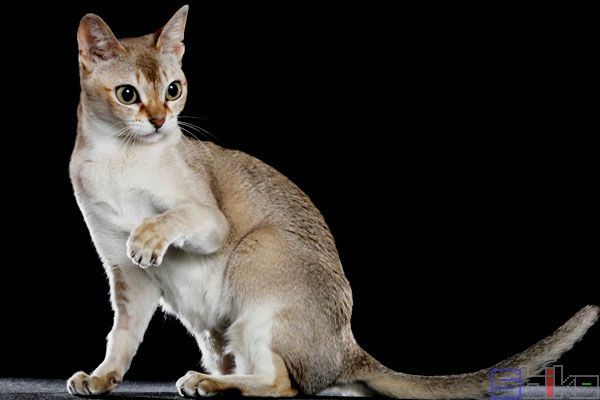 新加坡猫