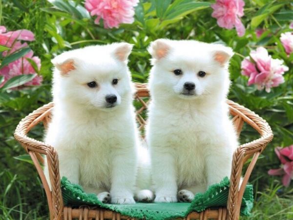 宠物店创业前景与市场分析 宠物店创业计划书(大学生版)