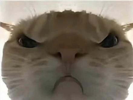小猫的日常！#猫咪 #呆萌呆萌 #Al