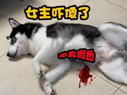 狗狗突然尿血，躺在地上奄奄一息，把女主的魂都吓没了 #神奇动物在抖音 #二哈 #哈士奇 #萌宠出道计划 #狗狗的心思都写在脸上了