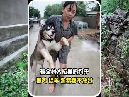 一只因惹事被全村拉黑的哈士奇，抓鸡捉羊连猪都不放过#哈士奇 #养狗的乐趣 #狗狗的心思都写在脸上了 #动物的迷惑行为