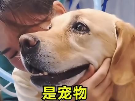 它们是宠物 更是家人，养它的时候就种下了悲伤的种子！#狗狗 #狗狗的爱永远单纯 #是宠物更是家人