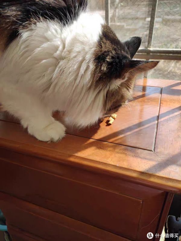 养猫小贴士:如何让你的猫咪更快乐