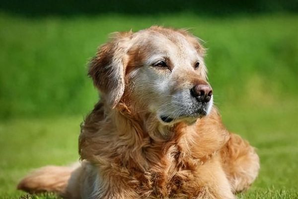 狗狗养老须知：老年狗狗有什么表现和特征？