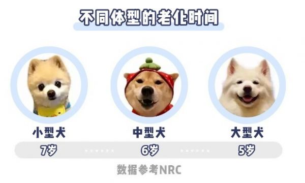 狗狗养老须知：老年狗狗有什么表现和特征？