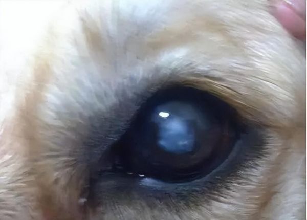 狗狗养老须知：老年狗狗有什么表现和特征？