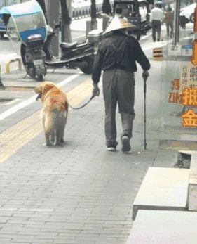 狗狗养老须知：老年狗狗有什么表现和特征？