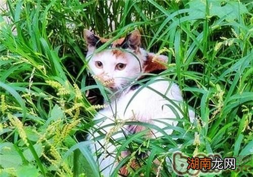 给宠物猫护理毛发的技巧