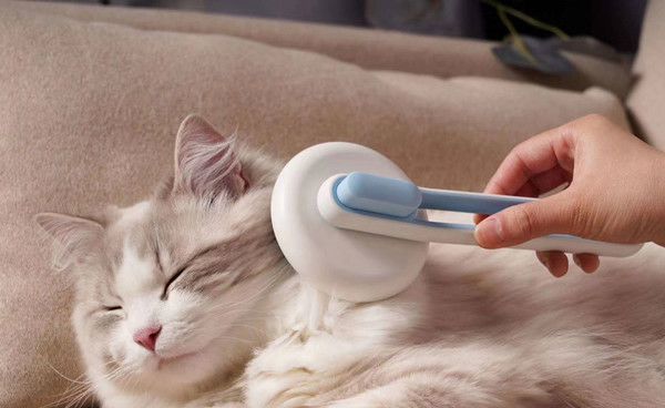 给猫梳毛要掌握技巧