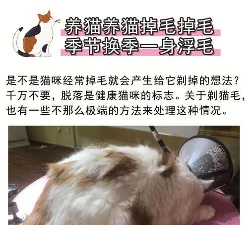 猫咪剃毛后的洗澡时间（宠物猫咪护理小贴士）