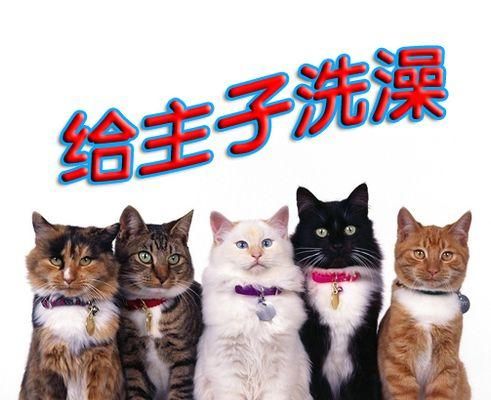 猫咪剃毛后的洗澡时间（宠物猫咪护理小贴士）