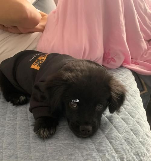 狗剃毛后的瘙痒问题解决方案（宠物犬剃毛后瘙痒怎么办）