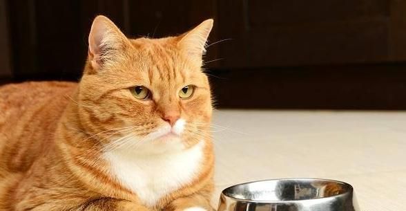 猫咪小产后的护理与补身之道