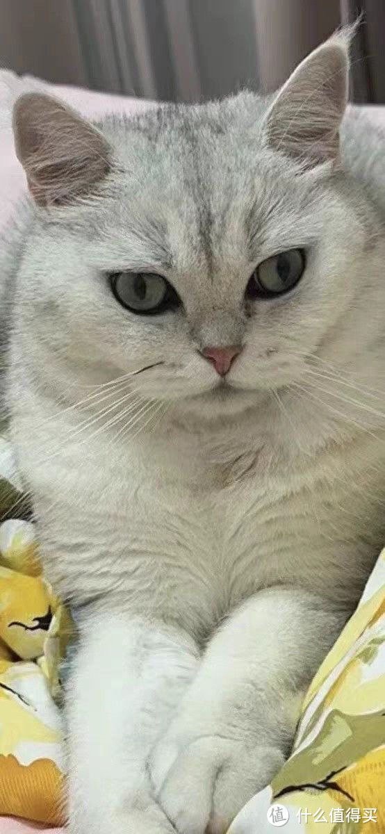养猫小贴士:如何让你的猫咪健康快乐