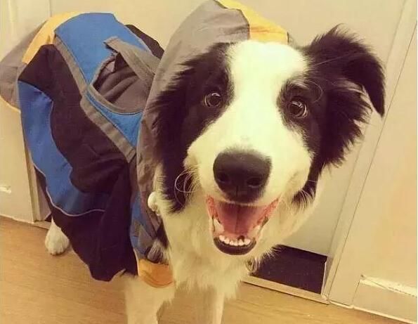 狗狗成犬之后，做好这6大增寿好习惯，它会活的更久！