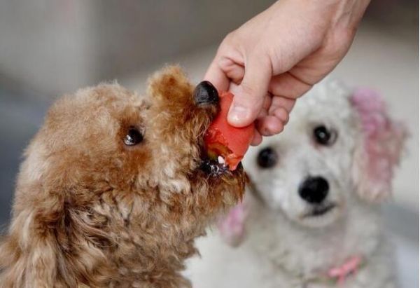 狗狗成犬之后，做好这6大增寿好习惯，它会活的更久！