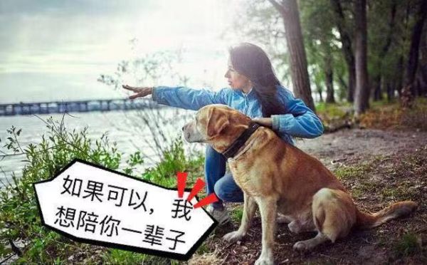 狗狗成犬之后，做好这6大增寿好习惯，它会活的更久！