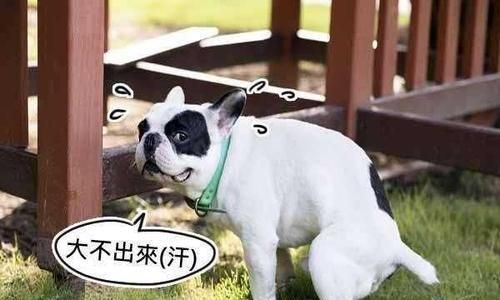 5个步骤教你训练宠物狗趴下（跟随教练的指导，让你的爱宠学会趴下）
