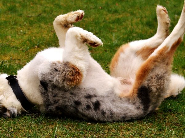 智能猎犬项圈宠物安全与训练的智能解决方案